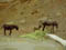 https://www.sthelena.se/wp-content/uploads/2008/01/donkeys1.jpg (5970 bytes)