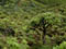 https://www.sthelena.se/wp-content/uploads/2008/01/forest1.jpg (7095 bytes)