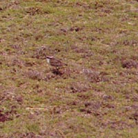 https://www.sthelena.se/wp-content/uploads/2014/09/Wirec.jpg (22666 bytes)