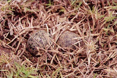 https://www.sthelena.se/wp-content/uploads/2014/09/eggs.jpg (50672 bytes)