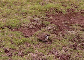 https://www.sthelena.se/wp-content/uploads/2014/09/nest.jpg (30064 bytes)