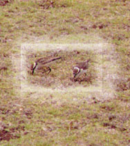 https://www.sthelena.se/wp-content/uploads/2014/09/test.jpg (25953 bytes)