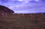 Patches to the west