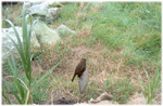 A posing bird