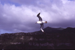 Molly - the albatross